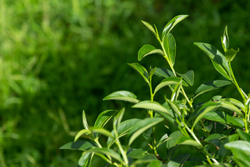 Top of fresh raw organic green tea leaf in plantation field farm