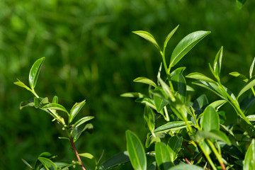 Naklejka premium Top of fresh raw organic green tea leaf in plantation field farm