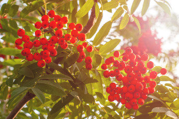 Bright, ripe and juicy red mountain ash hangs on branches in the summer in sunny weather. You can see a bright sky and green leaves on a tree.