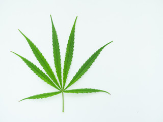 Medical marijuana isolate on white background.Green leaves of cannabis.Green leaf tree.Natural plant pharmaceutical production for alternative medicine concept.