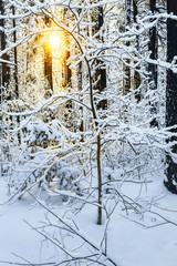 Sunrise in snow winter forest