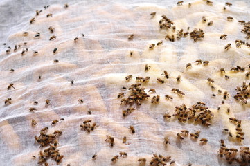 A group of bees sniffing food