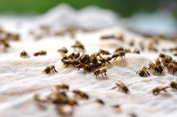 A group of bees sniffing food