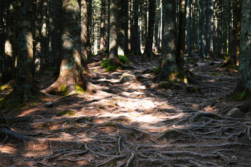 Footpath over old tree roots