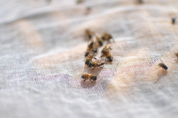 A group of bees sniffing food
