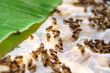 A group of bees sniffing food