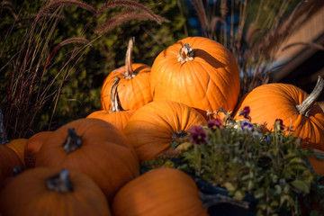 pumpkins and gourds