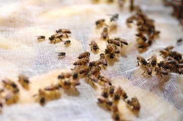 A group of bees sniffing food