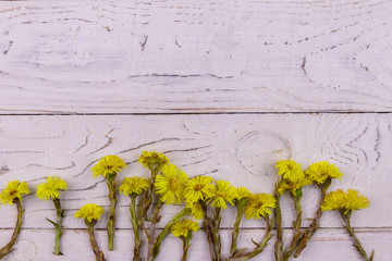 Coltsfoot (Tussilago farfara) flowers on white wooden background. Top view, copy space