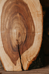 Beautiful saw cut down  plum tree with  crack closeup