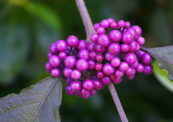 Callicarpa japonica or Japanese beautyberry branch with leaves and  large clusters purple berries close up.