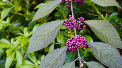 Callicarpa japonica or Japanese beautyberry branch with leaves and  large clusters purple berries close up.