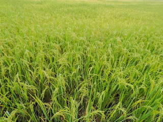 view of green rice plant growing in green rice paddy field background, Lam Phayom Village, rural in Ban Pong District, Ratchaburi, Thailand.