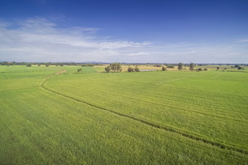 Fototapeta premium Aerial view or top view above green rice paddy fields in rainy season with cloudy sky background, Lam Phayom village, Ban Pong, Ratchaburi, Thailand.