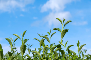 Top of fresh raw organic green tea leaf in plantation field farm with blue sky and cloudy