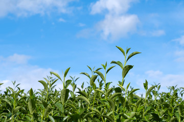 Top of fresh raw organic green tea leaf in plantation field farm with blue sky and cloudy