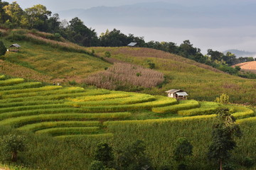 Fototapeta na wymiar Rice fields in the mountains in Thailand