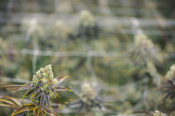 Blurry Marijuana Garden Background with Weed Bud Foreground in Focus