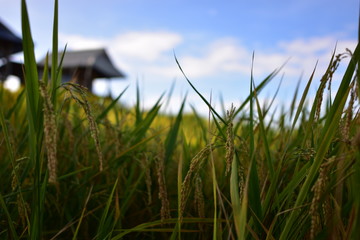 grass on a background of blue sky thailand