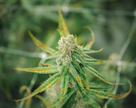 Dreamy Marijuana Bud Growing at Indoor Cannabis Farm
