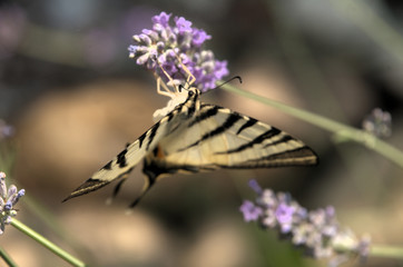 Iphiclides podalirius; scarce swallowtail in Tuscany