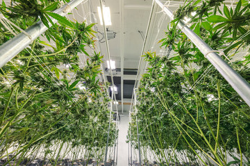 Looking Up at Rows of Leafy Marijuana Plants Growing at Indoor Farm - obrazy, fototapety, plakaty