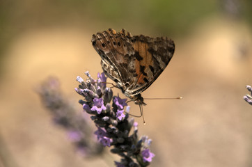 Vanessa cardui; painted lady butterfly in rural Tuscany	