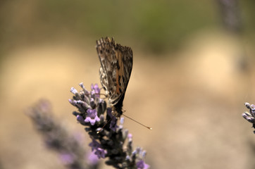 Vanessa cardui; painted lady butterfly in rural Tuscany	