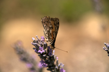 Vanessa cardui; painted lady butterfly in rural Tuscany	