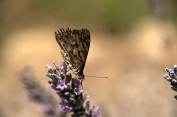 Vanessa cardui; painted lady butterfly in rural Tuscany	