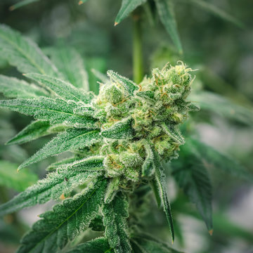 Macro Marijuana Bud with Trichrome Crystals on Soft Blurry Background