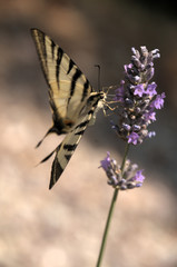 Iphiclides podalirius; scarce swallowtail in Tuscany