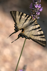 Iphiclides podalirius; scarce swallowtail in Tuscany