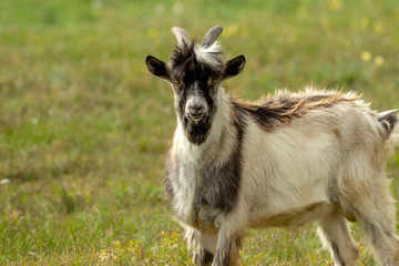 Portrait of a young goat.