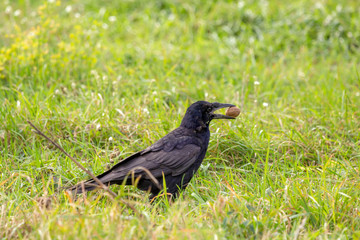 A crow is trying to chop a nut.