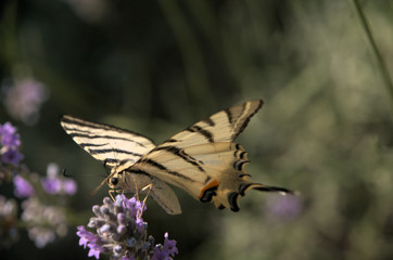 Iphiclides podalirius; scarce swallowtail in Tuscany
