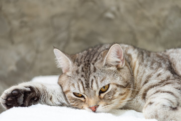 Obraz premium Close up cute tabby cat with nlack feet sleep on white background