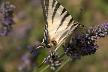 Iphiclides podalirius; scarce swallowtail in Tuscany