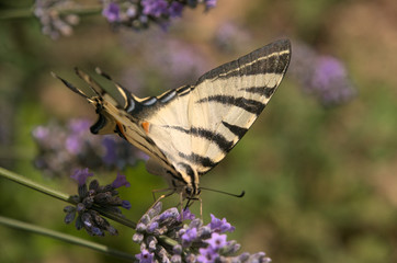 Iphiclides podalirius; scarce swallowtail in Tuscany