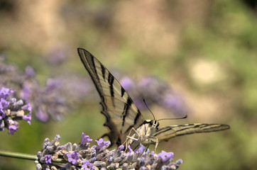Iphiclides podalirius; scarce swallowtail in Tuscany