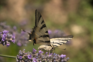 Iphiclides podalirius; scarce swallowtail in Tuscany