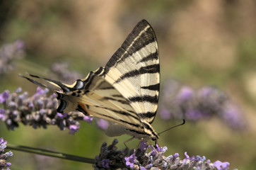 Iphiclides podalirius; scarce swallowtail in Tuscany