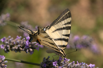 Iphiclides podalirius; scarce swallowtail in Tuscany