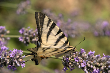 Iphiclides podalirius; scarce swallowtail in Tuscany