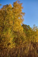 Fototapeta premium Autumn landscape in the southeast of the Moscow region