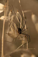 Harvestman 