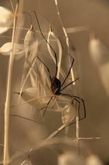 Harvestman 