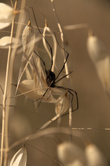 Harvestman 