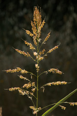 Flowering grass head in Tuscan field, region of Tuscany
