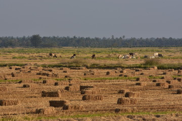 Fototapeta premium rice straw in thailand